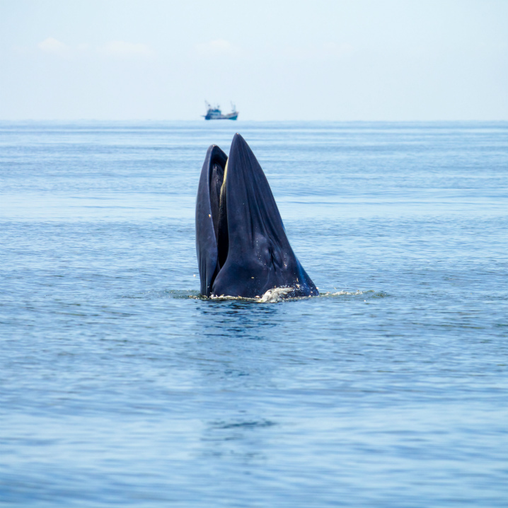 bangkok-whalewatching11